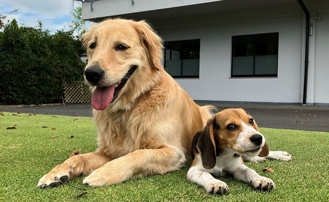 かわいい2頭がお出迎え