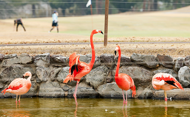 コース上の動物達